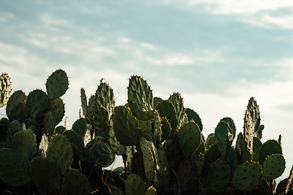 chumbera o nopal cactus - detalle 3