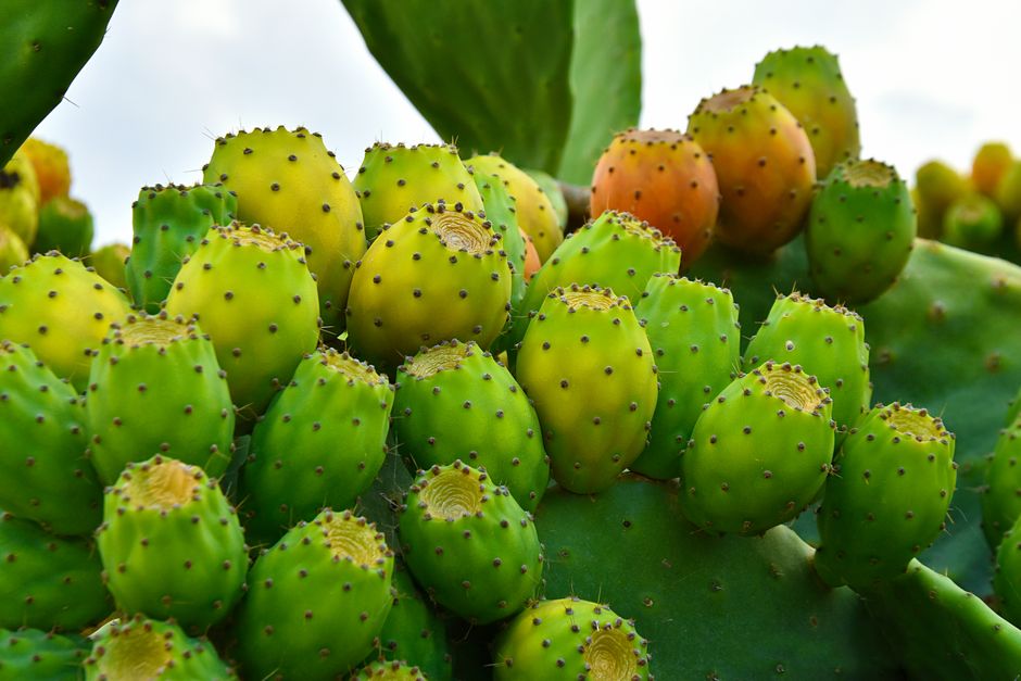 chumbera o nopal cactus - detalle 4