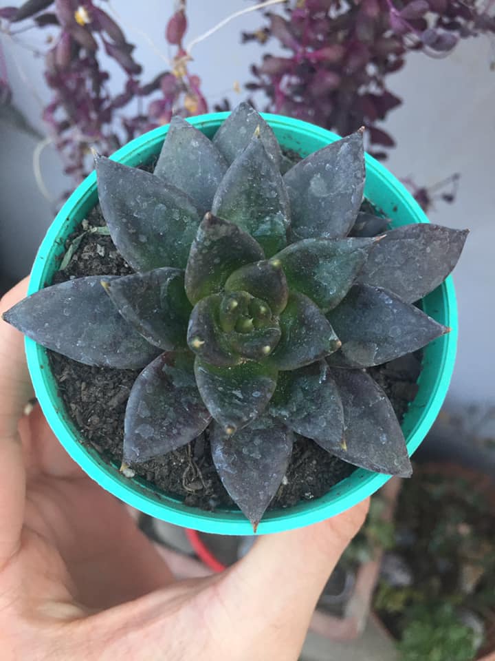 echeveria cuidados - detalle 3