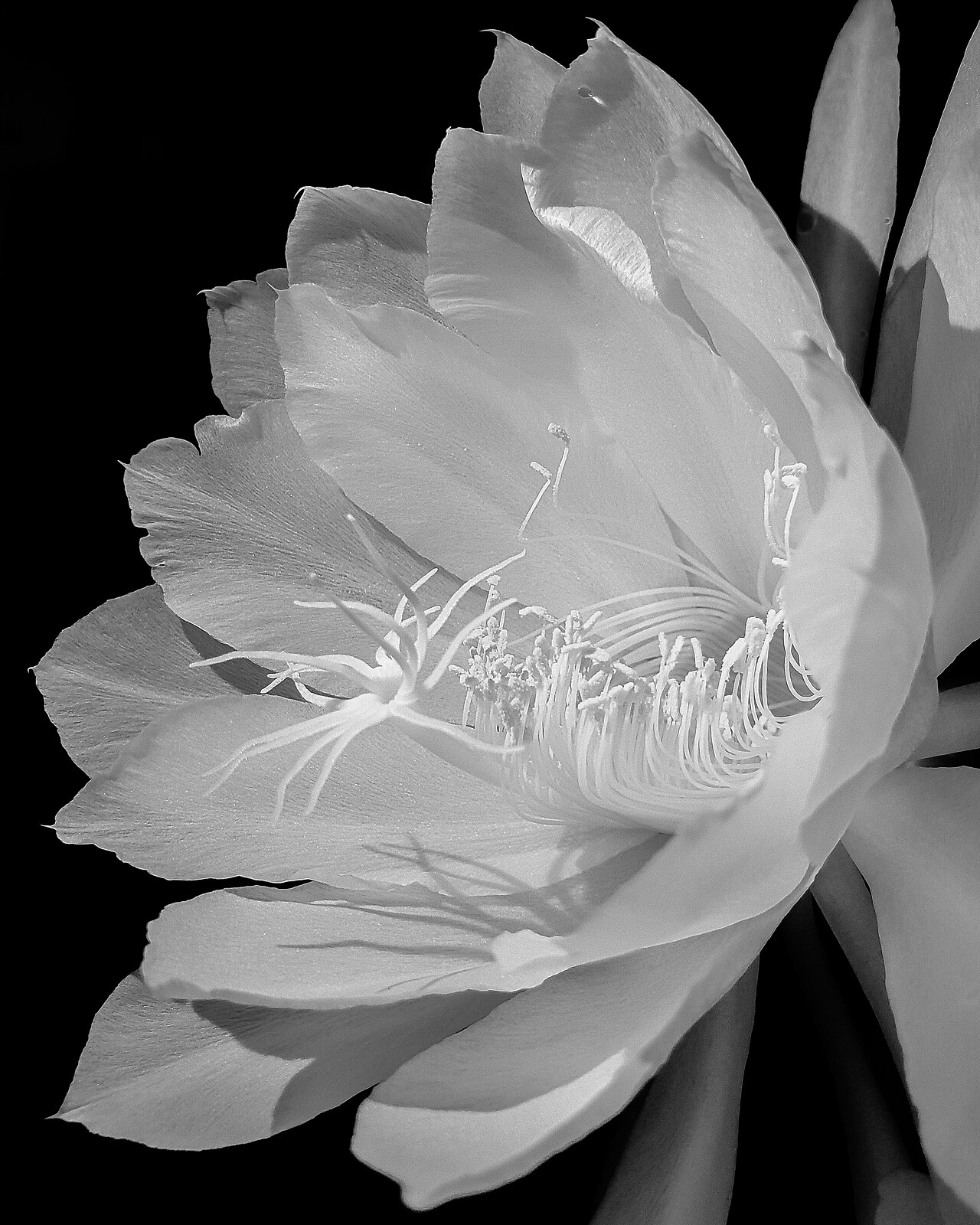 kadupul - detalle 3