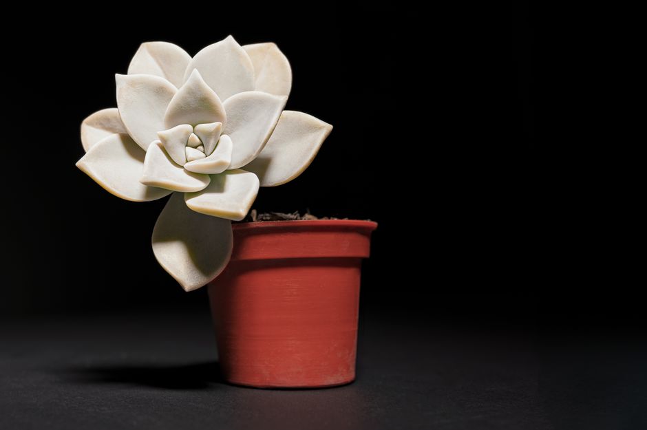 Plantas de Interior Fáciles de Cuidar: Suculentas Ideales