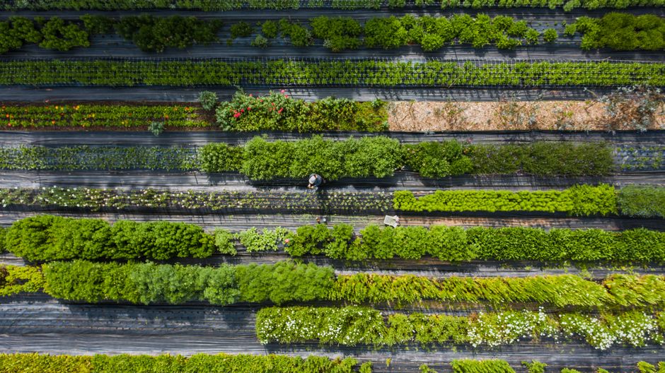 tendencias de jardineria 2026 - detalle 4