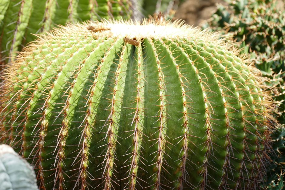 Cactus Barril: Guía Completa de Cuidados