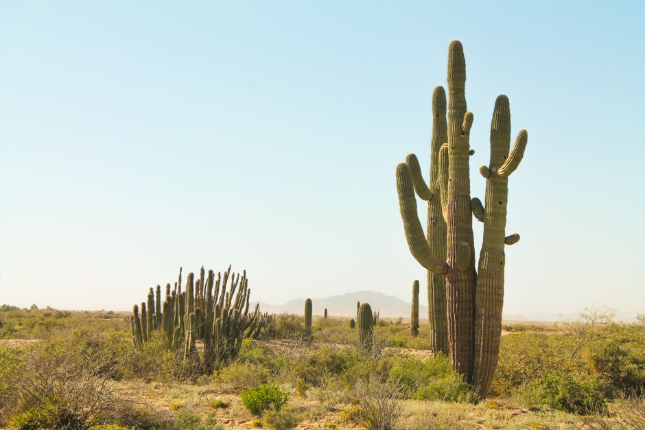 Cactus Mexicanos Endémicos: Biodiversidad y Especies en Riesgo