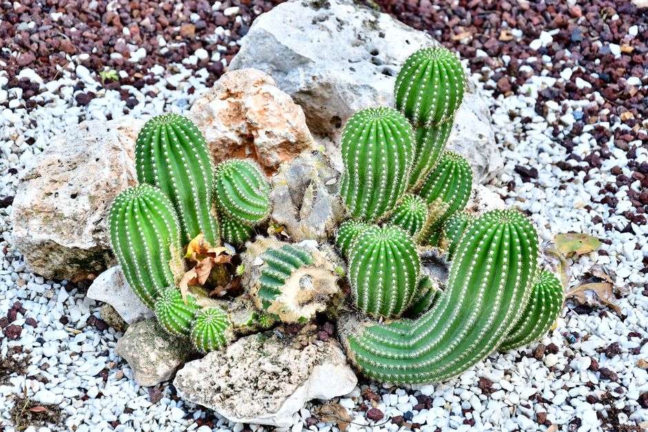 Cactus para Jardín Minimalista: Diseño y Especies Recomendadas