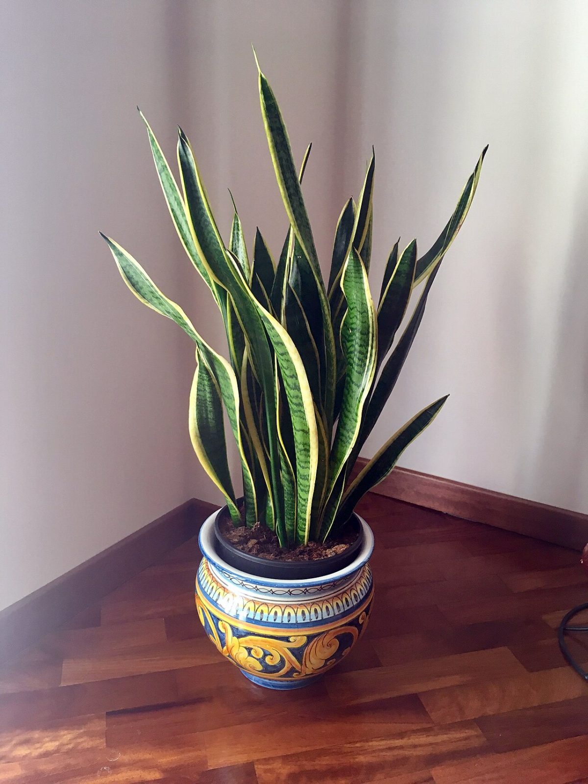 Sansevieria: cuidados de la planta serpiente en casa