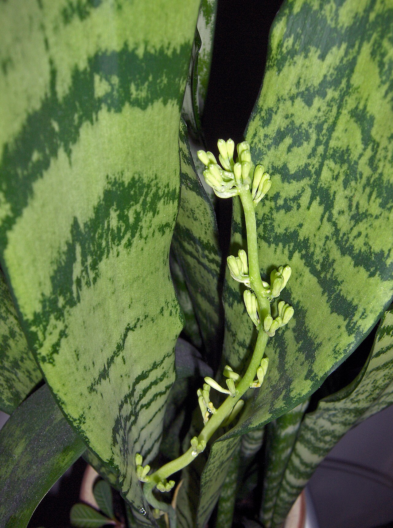 Detalle de una hoja de sansevieria con una vara floral en formación